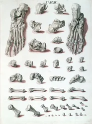 Knochen des Fußes, aus Tabulae Osteologicae von Christoph Jacob Trew (1695-1769) graviert von G. Lichtensteger, 1767